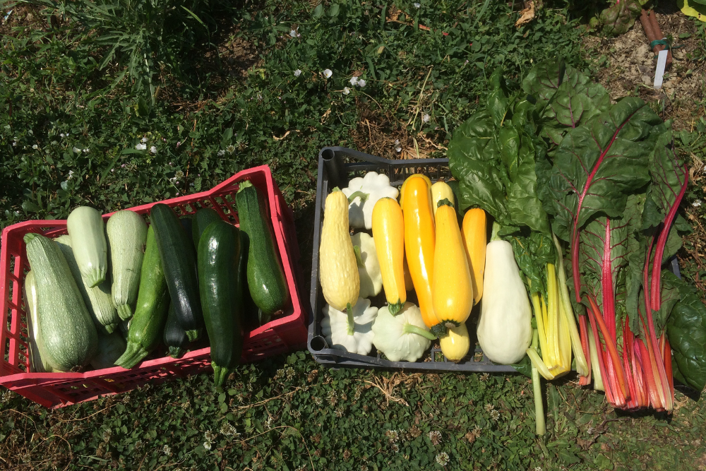 Ortogiardino: coltivare cibo sano nel tuo spazio verde - Arte Verde ...